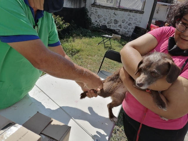 Vacunan contra rabia a más de 100 canes en Flores Magón