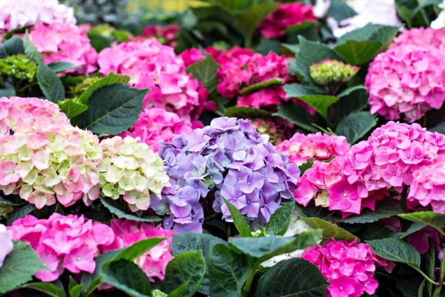 Haz que tus hortensias florezcan al máximo con esta poda en febrero