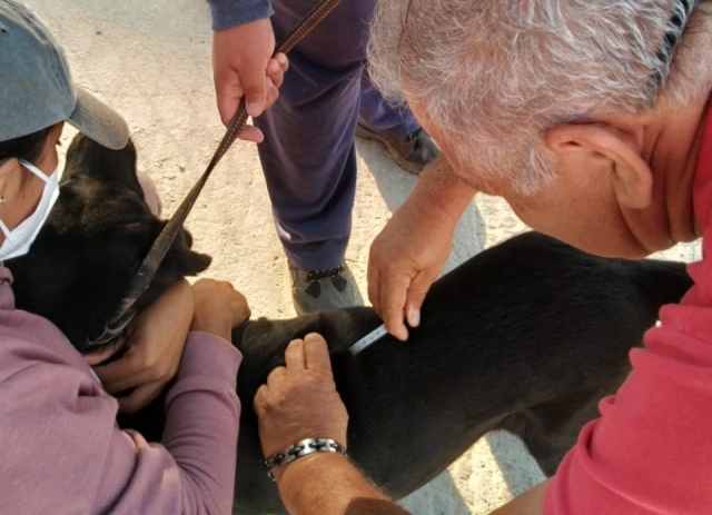 Vacunan contra &#039;moquillo&#039; a 11 canes albergados, en Cuernavaca