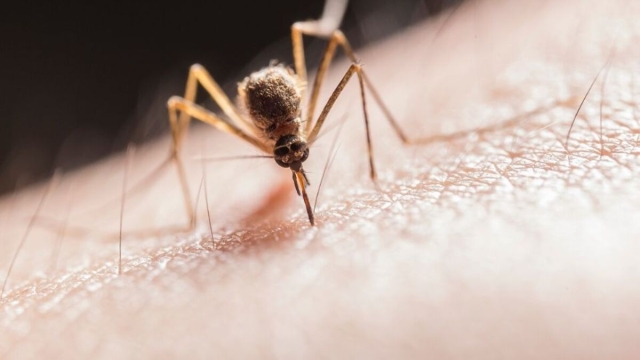 Liberarán millones de mosquitos genéticamente modificados