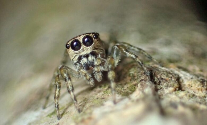 Guriurius minuano se convierte en la especie de araña número 50 mil registrada
