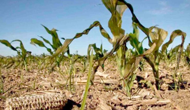 Buscan apoyo para agricultores afectados por la sequía