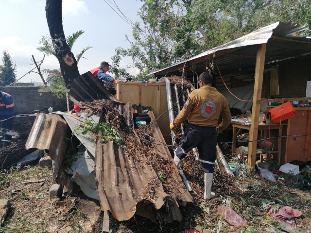 Cayó árbol sobre vivienda en Los Pinos, en Jiutepec; una mujer resultó herida