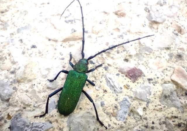 ¿Por qué son importantes los escarabajos de cuernos largos?