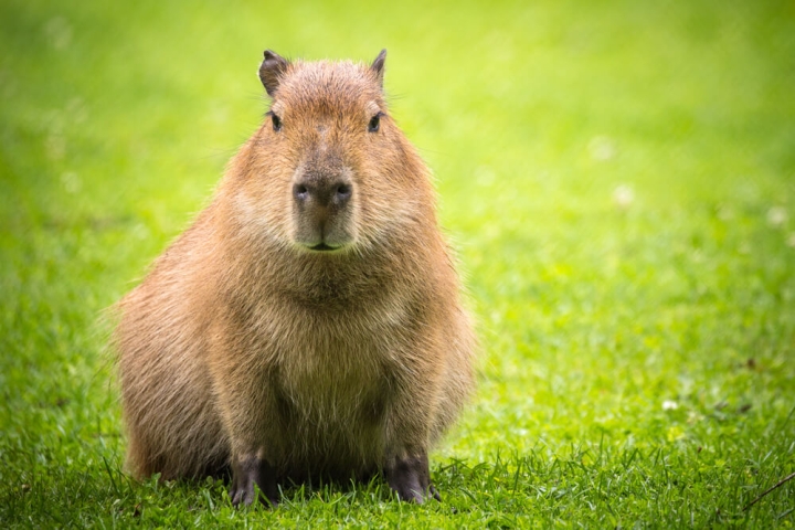 ¿Cuánto cuesta un capibara en México y cómo es tener uno como mascota?