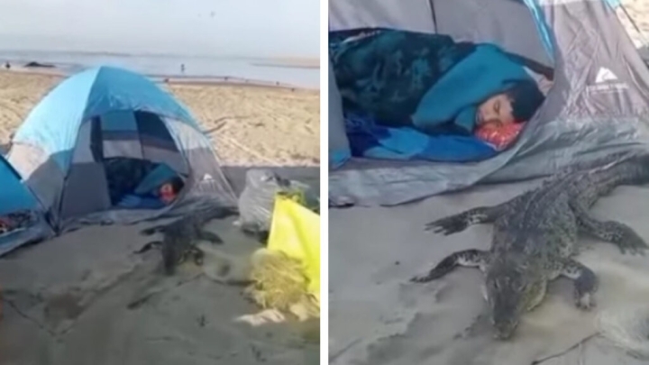 ¡Sorpresa en la playa! Turistas encuentran cocodrilo junto a su campamento