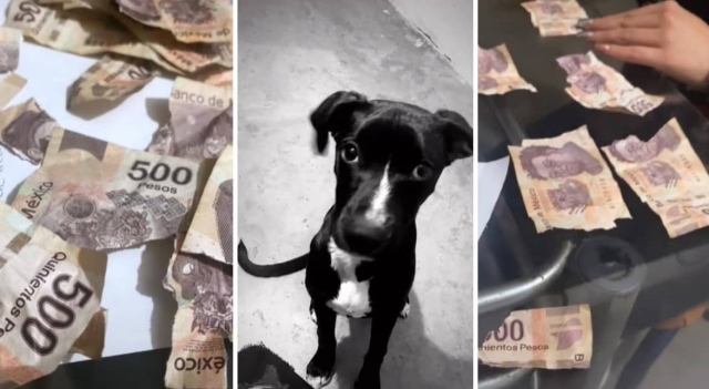 Perrito destroza miles de pesos en billetes de 500.