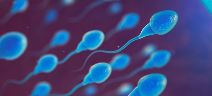 Humanidad podría reproducirse sin utilizar espermatozoides: estudio