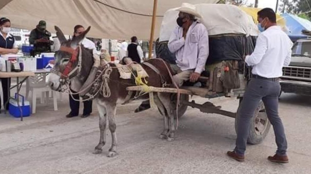 Abuelito llega montado en su burro para recibir vacuna Covid-19 en Tamaulipas