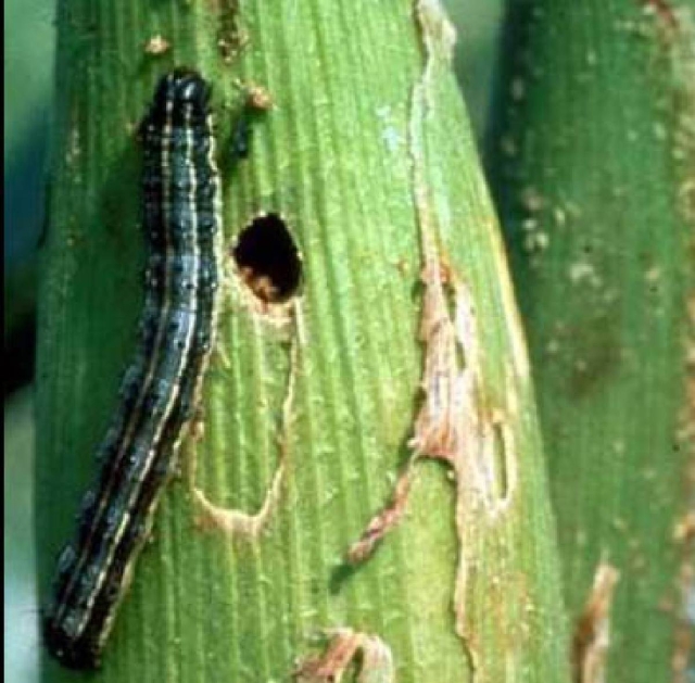 Cada año, el gusano cogollero afecta los sembradíos de maíz. Por eso llaman a estar atentos para evitar su presencia.