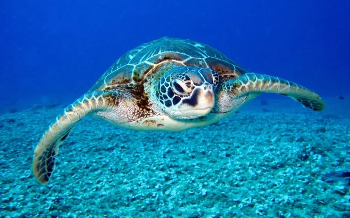 Contaminación altera sexo de tortugas verdes y amenaza por exceso de hembras