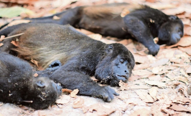 Altas temperaturas en Tabasco provocan la muerte de monos aulladores