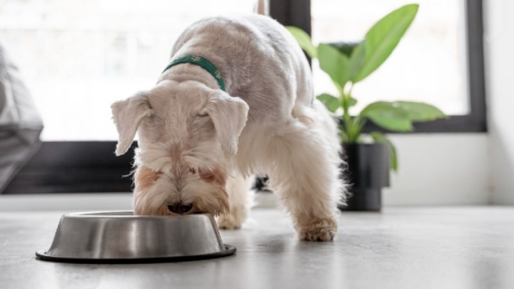 Día Mundial del Perro: 5 alimentos que tus lomitos puedes comer sin ningún problema