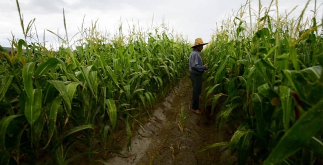 Productores de maíz esperan buen temporal en el poniente
