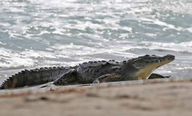 Alerta en Ixtapa Zihuatanejo por la presencia de cocodrilos en sus playas