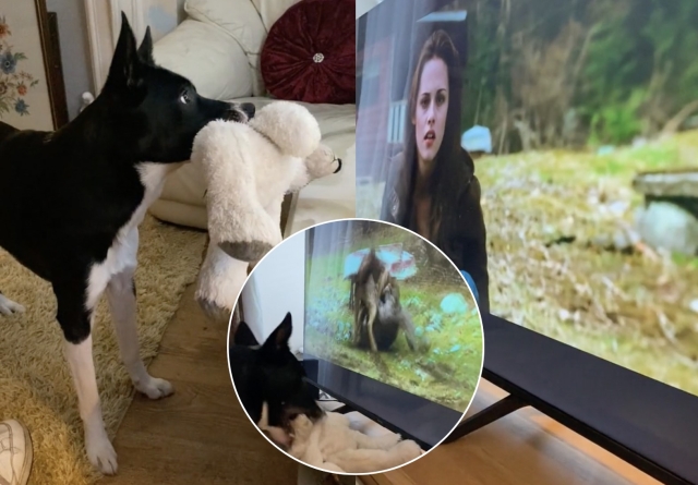 Perro fan de &quot;Crepúsculo&quot; se hace viral con su reacción única