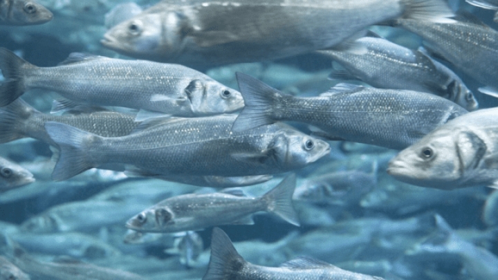 Logran criar peces nativos de Florida, geneticamente puros