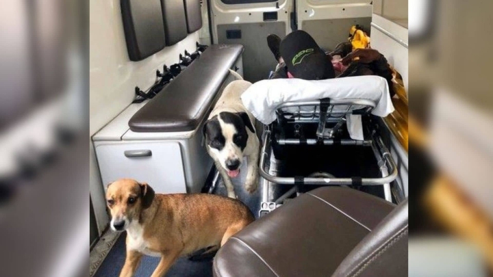 Perritos subieron a una ambulancia para acompañar a su dueño.