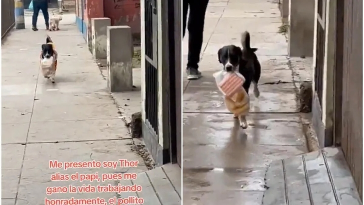 VIDEO: Conoce la historia de &#039;Thor&#039; el perrito que hace entregas