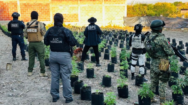 Aseguran en Ayala invernadero con 420 macetas de plantas de marihuana