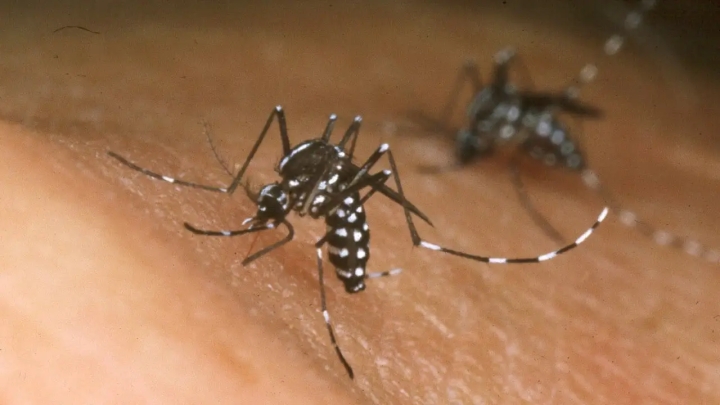 Pequeña mutación puede hacer al virus del zika más peligroso