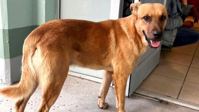 La increíble historia de Palomo, el perro que localizó a su dueño de 84 años, extraviado varios días en la sierra de Sonora