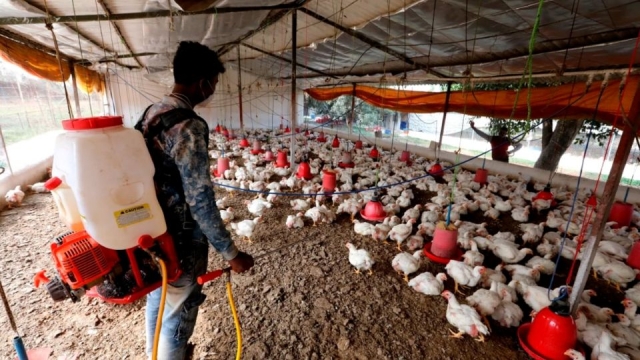EU reporta el primer caso de gripe aviar H5 en humanos