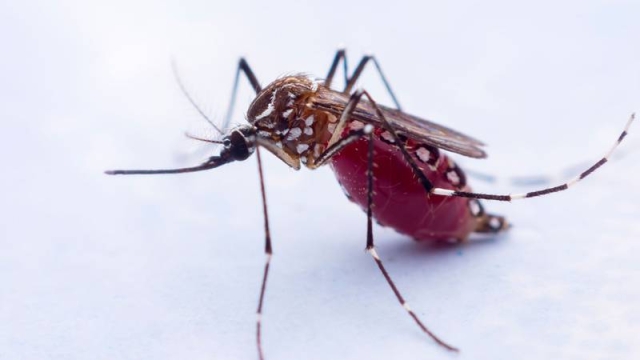 Honduras emite alerta epidemiológica ante brote de dengue