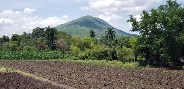 La falta de agua afecta la siembra de arroz en los campos de cultivo de los municipios del poniente.