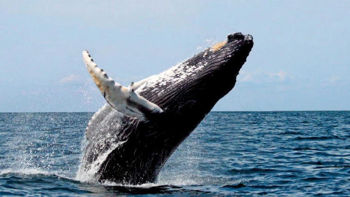 Ballenas francas están en peligro ante mayor presencia de redes de pesca y cazadores