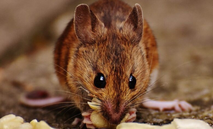 Expertos descubren que ratones en edades avanzadas producen menos neuronas del sueño