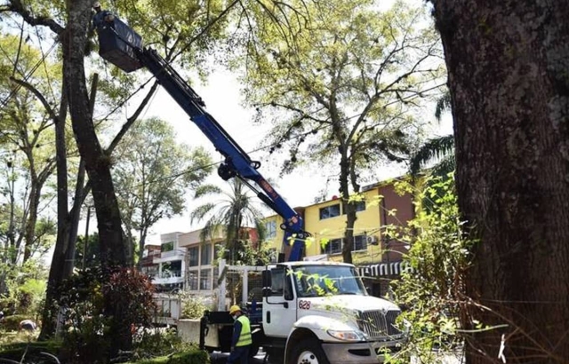 Hasta 70 árboles han sido retirados de las calles