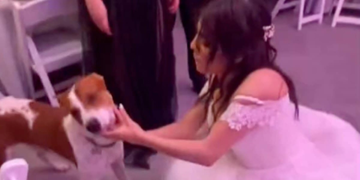 Perrito se cuela en boda y se vuelve viral.