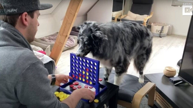 Perrito compite contra su dueño en juegos de mesa.