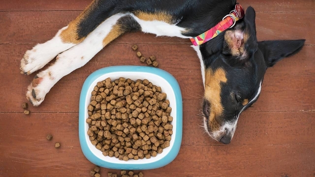 Alimento para mascotas podría bajar de precio gracias a la Ley de Ingresos 2022.