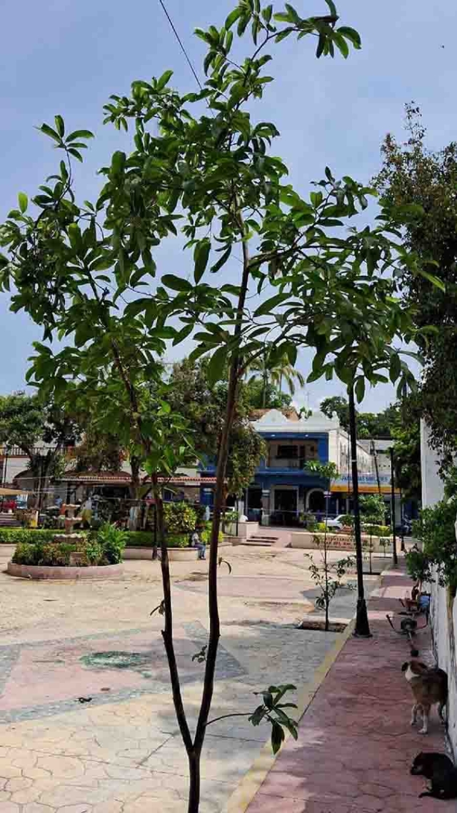 Coatlán del Río se caracteriza por contar con una gran variedad de árboles frutales.