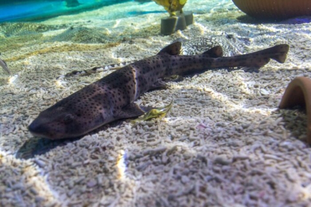 Cambio climático amenaza la reproducción de los tiburones