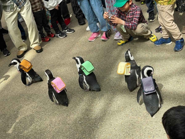 Pingüinos enternecen las redes sociales al pasear con mochilas escolares
