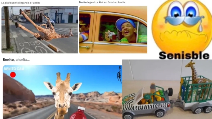 El viaje de Benito: Los mejores memes del traslado de la jirafa al Africam Safari