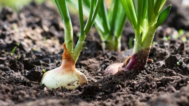 Así puedes germinar cebollas para dar paso a un nuevo cultivo