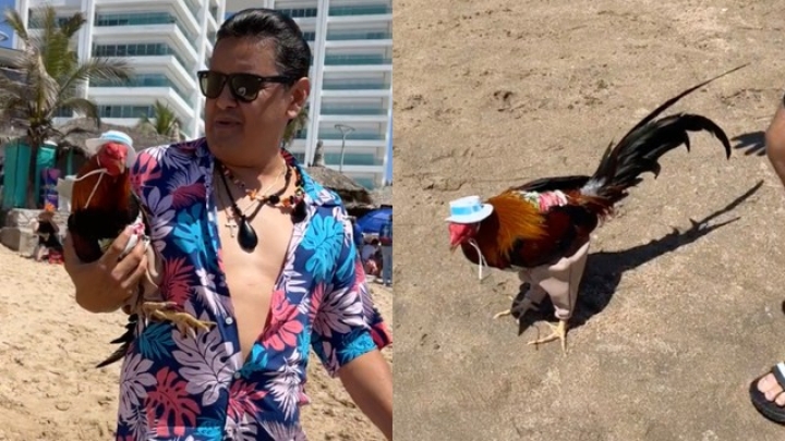 Lleva a su gallo a la playa en Semana Santa y hasta la esposa se puso celosa