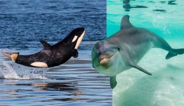 Rusia prohibirá la caza de ballenas y delfines.