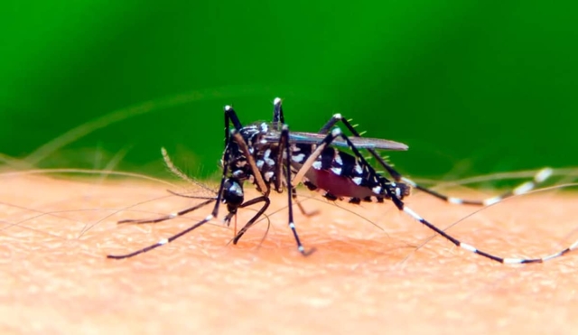 Temen vecinos la proliferación del dengue