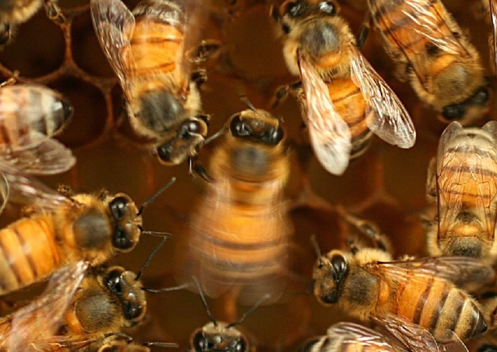 Un complejo comportamiento social aprendido descubierto  en el ‘baile de meneo’ de la abeja
