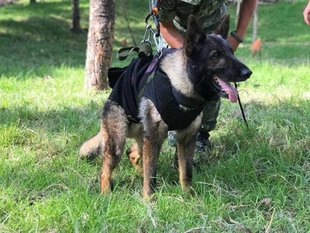 ¡Héroe! Fallece Proteo, perrito mexicano rescatista en Turquía
