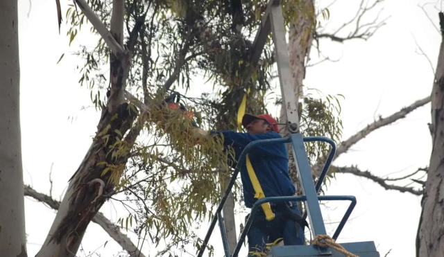 Detectan 40 árboles en peligro de caer