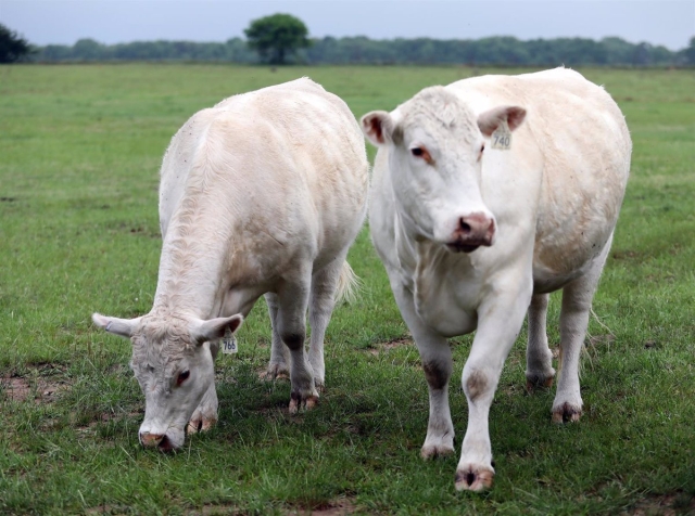 Explosión mató a más de 18 mil vacas en un establo de Texas