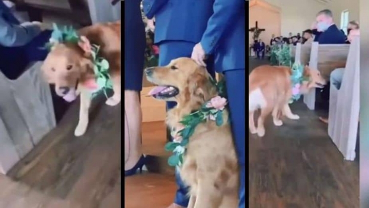 Un perro paje, se roba la atención en una boda.