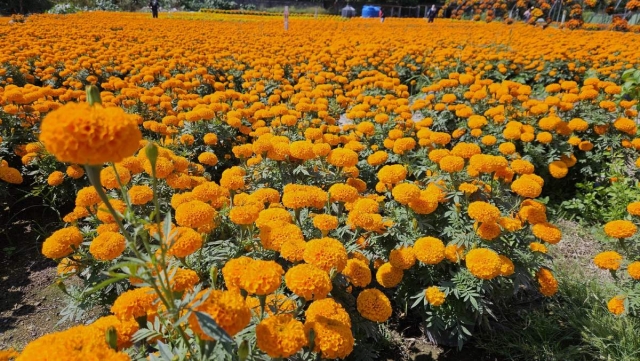 Hasta el momento sólo han vendido una quitan parte de la producción de flor.