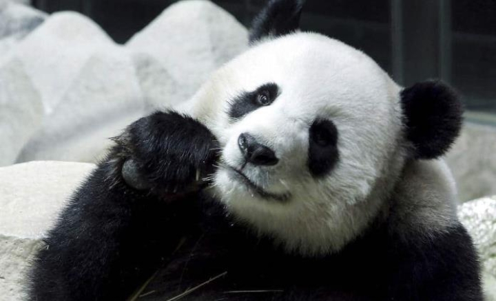 Arqueólogos chinos encuentran esqueleto completo de panda gigante en tumba imperial